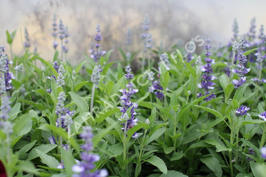 Šalvěj pomoučená 'Farina Arctic Blue' - Salvia farinacea 'Farina Arctic Blue'