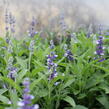 Šalvěj pomoučená 'Farina Arctic Blue' - Salvia farinacea 'Farina Arctic Blue'
