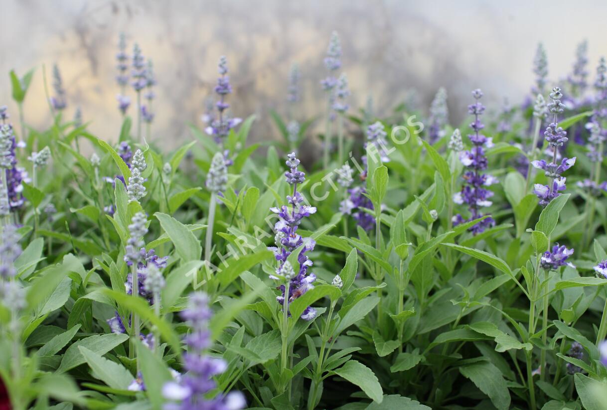Šalvěj pomoučená 'Farina Arctic Blue' - Salvia farinacea 'Farina Arctic Blue'