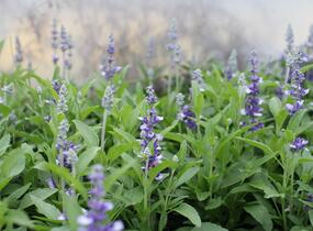 Šalvěj pomoučená 'Farina Arctic Blue' - Salvia farinacea 'Farina Arctic Blue'