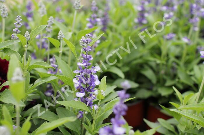Šalvěj pomoučená 'Farina Arctic Blue' - Salvia farinacea 'Farina Arctic Blue'