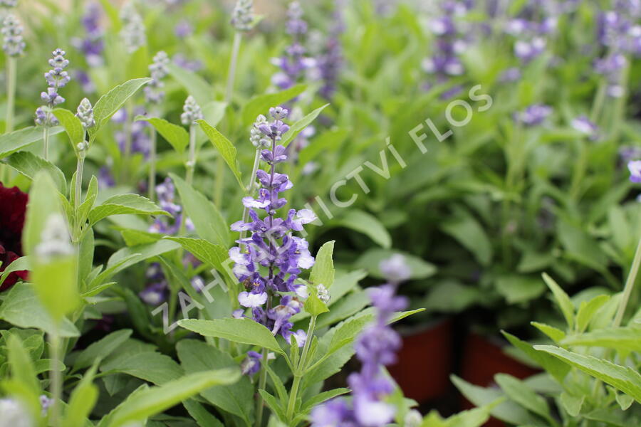 Šalvěj pomoučená 'Farina Arctic Blue' - Salvia farinacea 'Farina Arctic Blue'