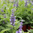Šalvěj pomoučená 'Farina Arctic Blue' - Salvia farinacea 'Farina Arctic Blue'