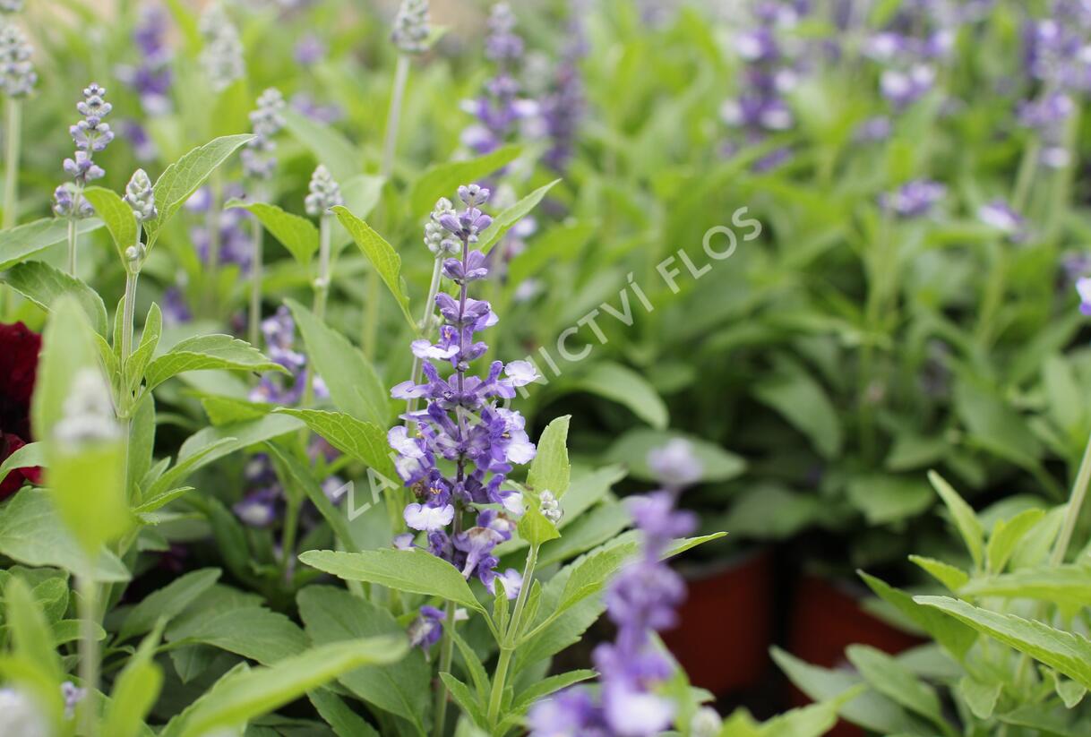 Šalvěj pomoučená 'Farina Arctic Blue' - Salvia farinacea 'Farina Arctic Blue'
