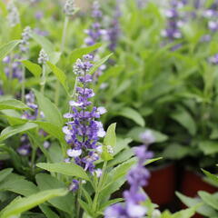Šalvěj pomoučená 'Farina Arctic Blue' - Salvia farinacea 'Farina Arctic Blue'