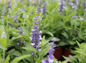 Šalvěj pomoučená 'Farina Arctic Blue' - Salvia farinacea 'Farina Arctic Blue'