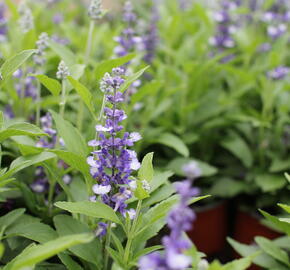 Šalvěj pomoučená 'Farina Arctic Blue' - Salvia farinacea 'Farina Arctic Blue'