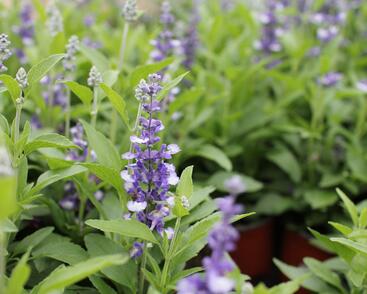 Šalvěj pomoučená 'Farina Arctic Blue'