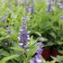 Salvia farinacea 'Farina Arctic Blue'_01.JPG
