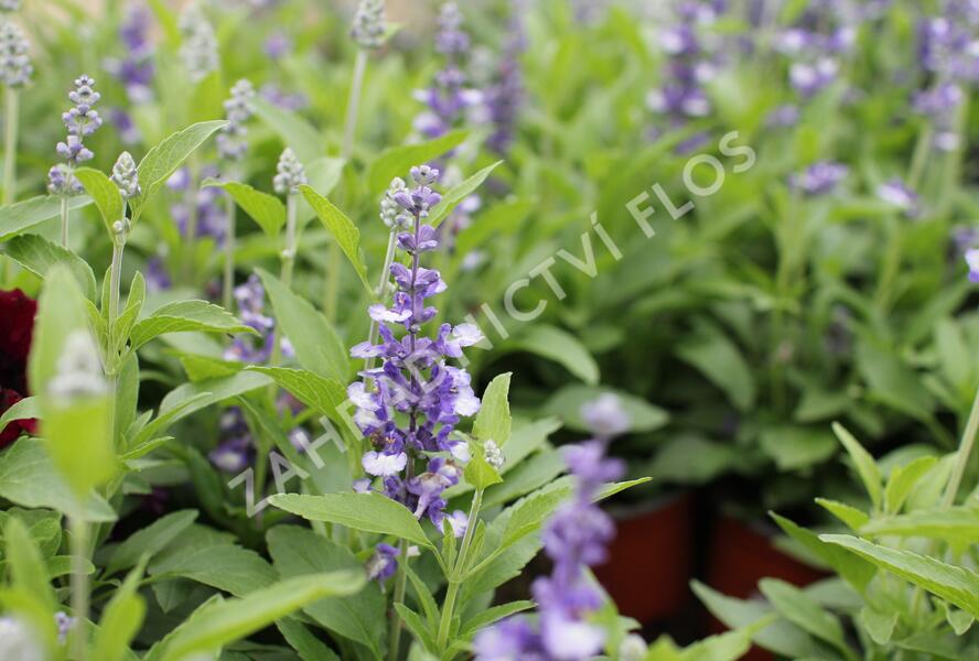 Šalvěj pomoučená 'Farina Arctic Blue' - Salvia farinacea 'Farina Arctic Blue'
