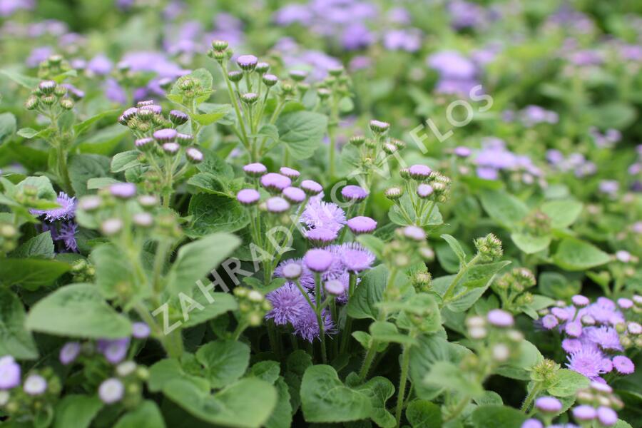 Nestařec americký 'Hawaii Blue' - Ageratum houstonianum 'Hawaii Blue'