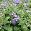 Nestařec americký 'Hawaii Blue' - Ageratum houstonianum 'Hawaii Blue'