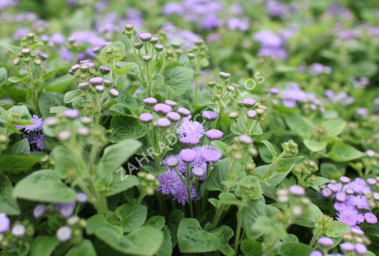 Nestařec americký 'Hawaii Blue' - Ageratum houstonianum 'Hawaii Blue'