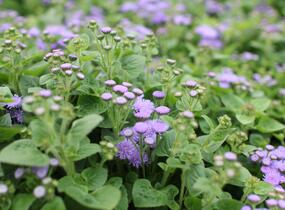 Nestařec americký 'Hawaii Blue' - Ageratum houstonianum 'Hawaii Blue'