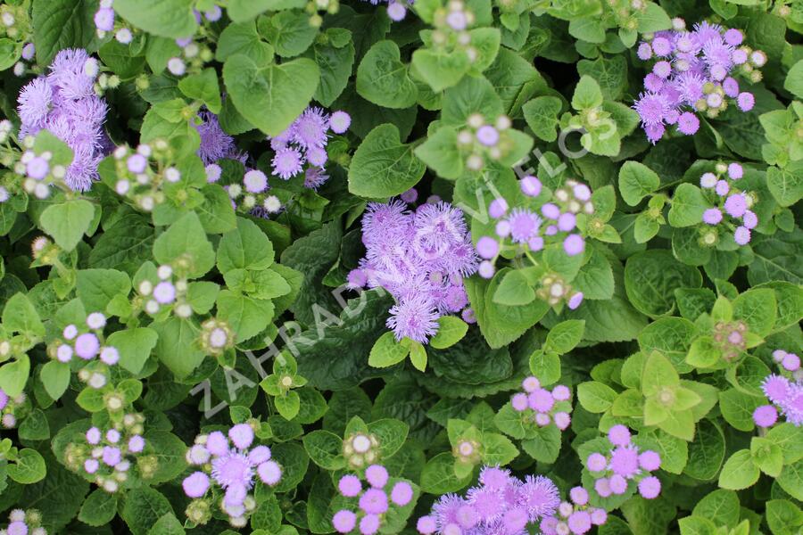 Nestařec americký 'Hawaii Blue' - Ageratum houstonianum 'Hawaii Blue'