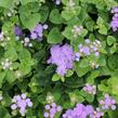 Nestařec americký 'Hawaii Blue' - Ageratum houstonianum 'Hawaii Blue'
