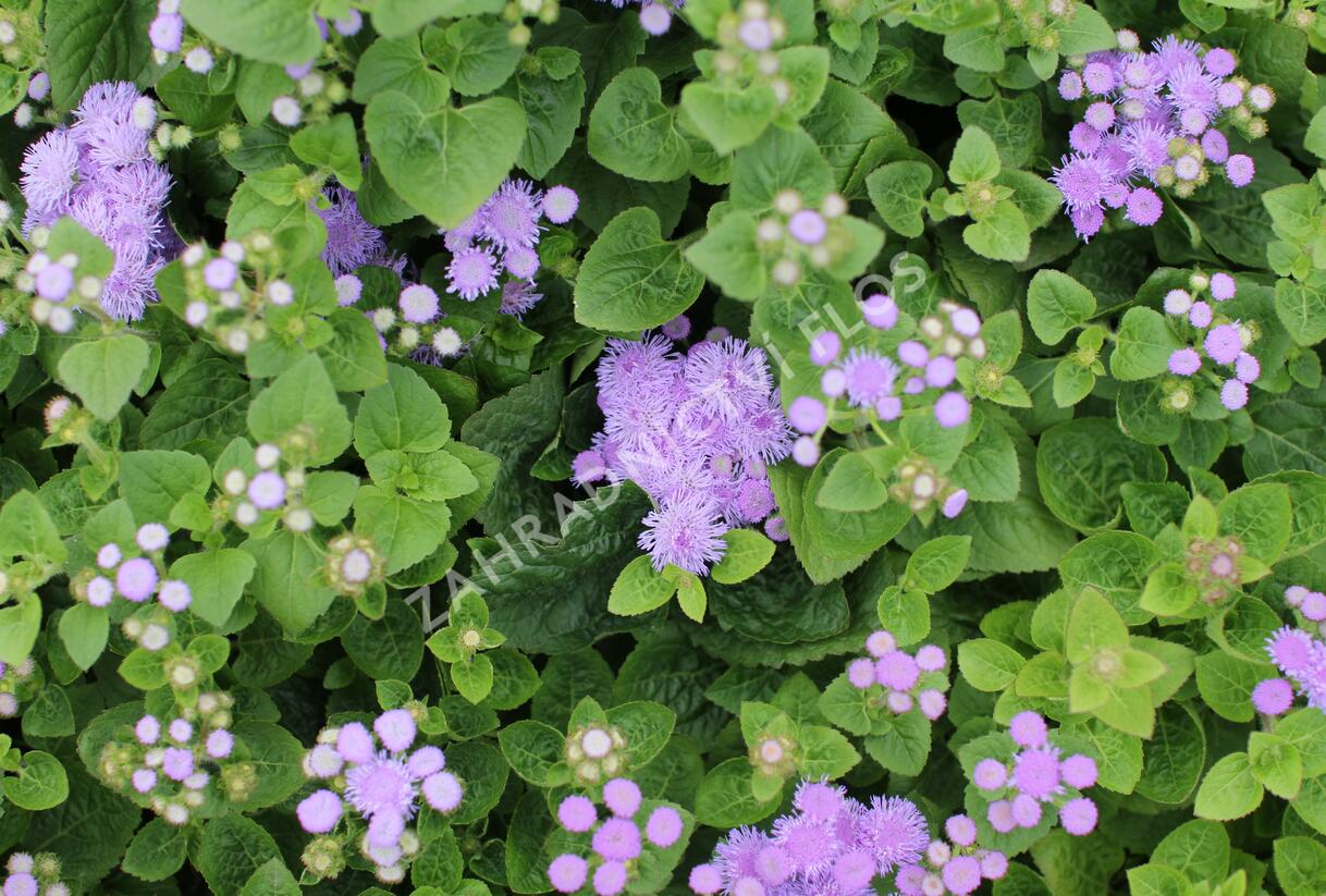 Nestařec americký 'Hawaii Blue' - Ageratum houstonianum 'Hawaii Blue'