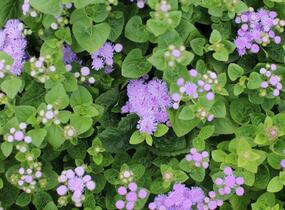 Nestařec americký 'Hawaii Blue' - Ageratum houstonianum 'Hawaii Blue'