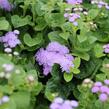 Nestařec americký 'Hawaii Blue' - Ageratum houstonianum 'Hawaii Blue'