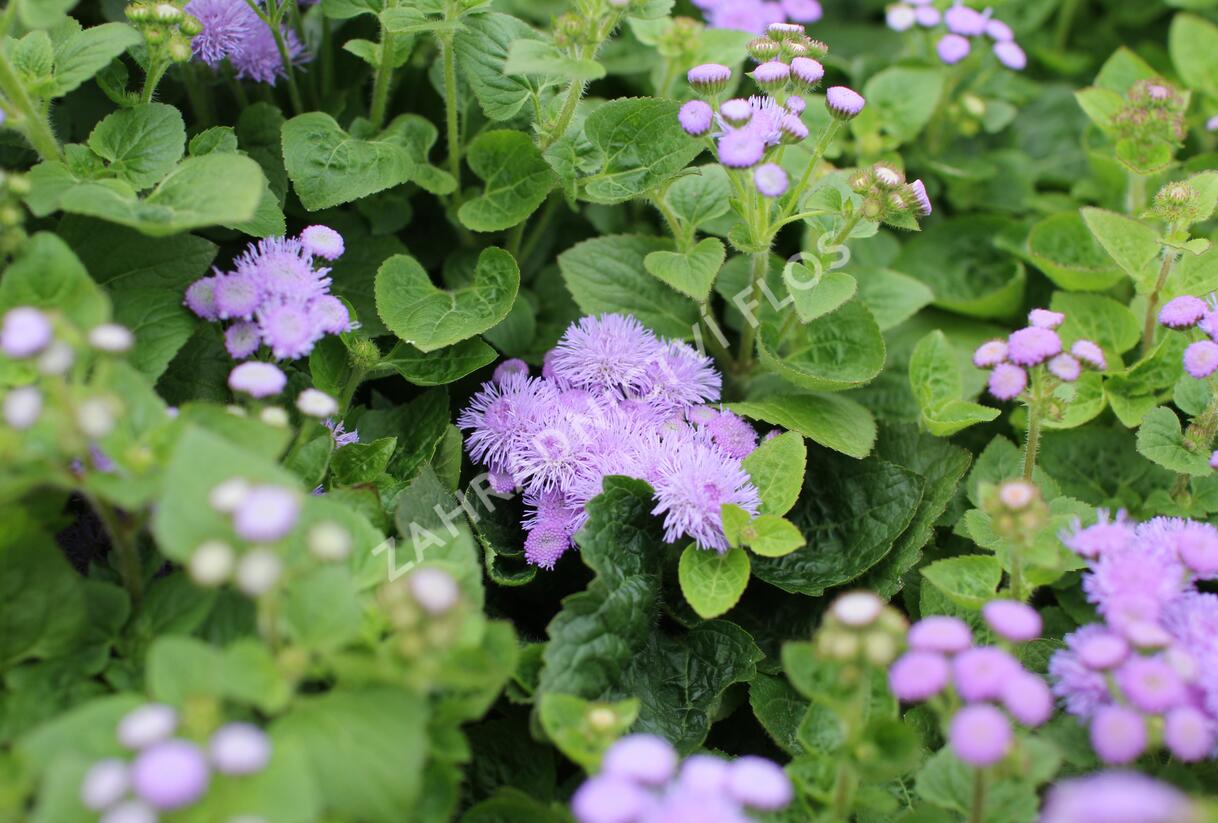 Nestařec americký 'Hawaii Blue' - Ageratum houstonianum 'Hawaii Blue'