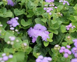 Nestařec americký 'Hawaii Blue'