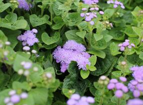 Nestařec americký 'Hawaii Blue' - Ageratum houstonianum 'Hawaii Blue'