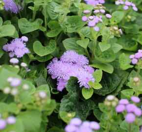 Nestařec americký 'Hawaii Blue' - Ageratum houstonianum 'Hawaii Blue'