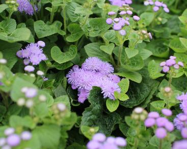 Nestařec americký 'Hawaii Blue'