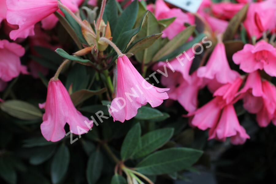 Pěnišník 'Winsome' - Rhododendron 'Winsome'