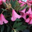 Pěnišník 'Winsome' - Rhododendron 'Winsome'
