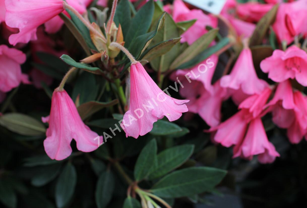 Pěnišník 'Winsome' - Rhododendron 'Winsome'