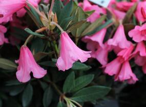 Pěnišník 'Winsome' - Rhododendron 'Winsome'
