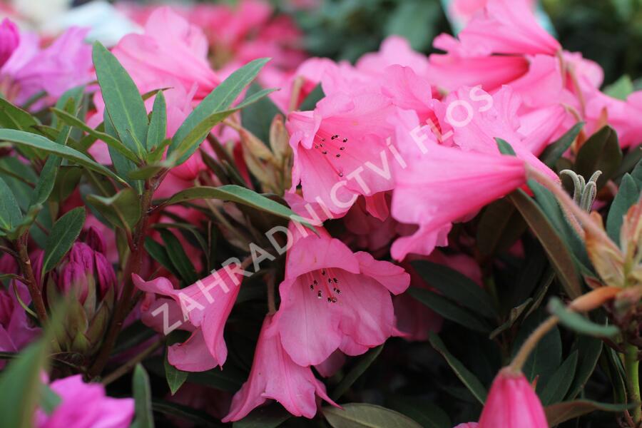 Pěnišník 'Winsome' - Rhododendron 'Winsome'