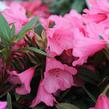 Pěnišník 'Winsome' - Rhododendron 'Winsome'