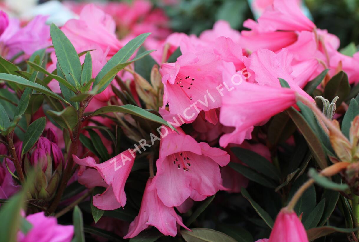 Pěnišník 'Winsome' - Rhododendron 'Winsome'