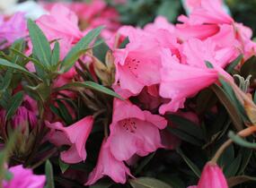 Pěnišník 'Winsome' - Rhododendron 'Winsome'
