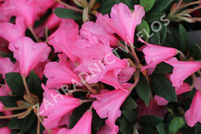 Pěnišník 'Winsome' - Rhododendron 'Winsome'