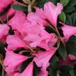 Pěnišník 'Winsome' - Rhododendron 'Winsome'