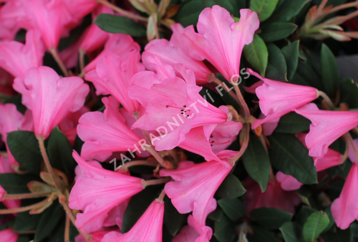 Pěnišník 'Winsome' - Rhododendron 'Winsome'