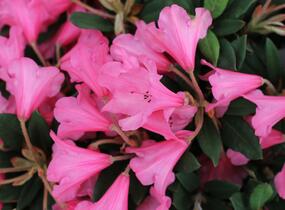 Pěnišník 'Winsome' - Rhododendron 'Winsome'
