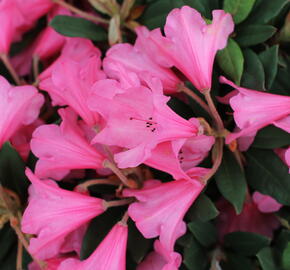 Pěnišník 'Winsome' - Rhododendron 'Winsome'