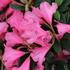 Rhododendron 'Winsome'.JPG