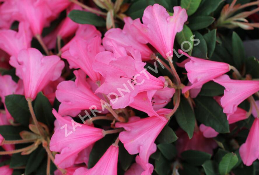 Pěnišník 'Winsome' - Rhododendron 'Winsome'