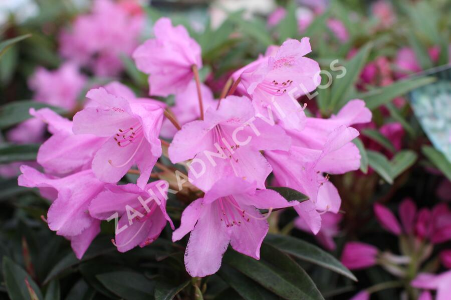 Pěnišník černomořský 'Graziella' - Rhododendron ponticum 'Graziella'