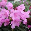 Pěnišník černomořský 'Graziella' - Rhododendron ponticum 'Graziella'