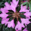 Pěnišník černomořský 'Graziella' - Rhododendron ponticum 'Graziella'
