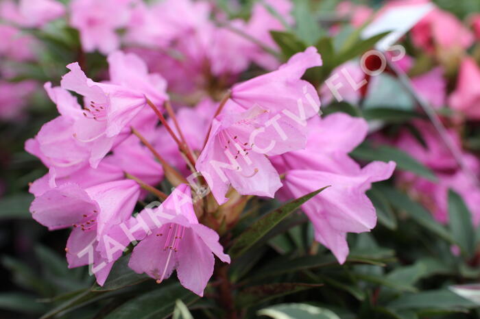 Pěnišník černomořský 'Graziella' - Rhododendron ponticum 'Graziella'