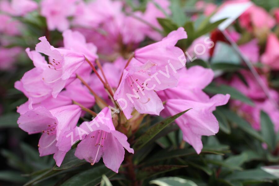 Pěnišník černomořský 'Graziella' - Rhododendron ponticum 'Graziella'