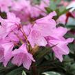 Pěnišník černomořský 'Graziella' - Rhododendron ponticum 'Graziella'