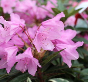 Pěnišník černomořský 'Graziella' - Rhododendron ponticum 'Graziella'